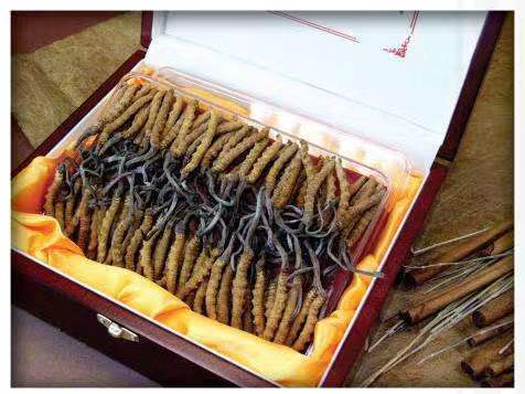 八公山冬虫夏草回收